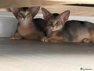Abyssinian cats Gorgeous kittens from champion parents 😽 - Advert 4