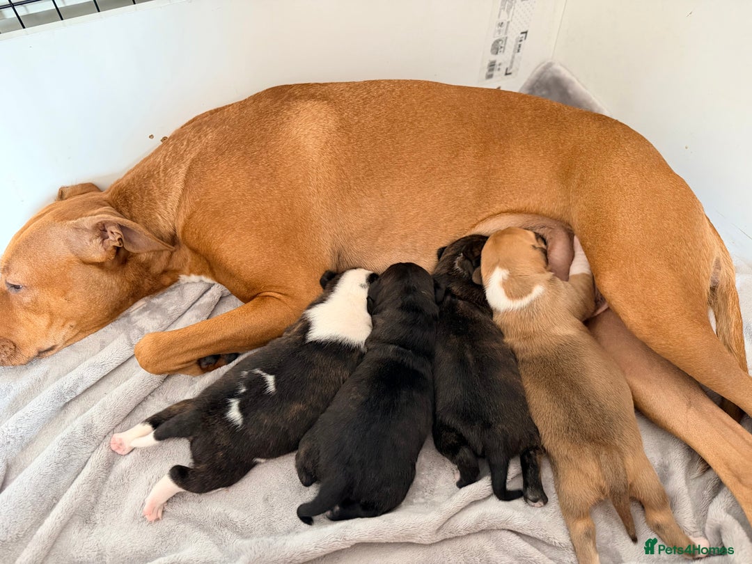 Mixed Breed dogs for sale: Staffy-Cross Puppies - Image 9