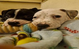 Mixed Breed dogs for sale: “Meet the Ones Who’ll Make Every Day Brighter.” - Image 10