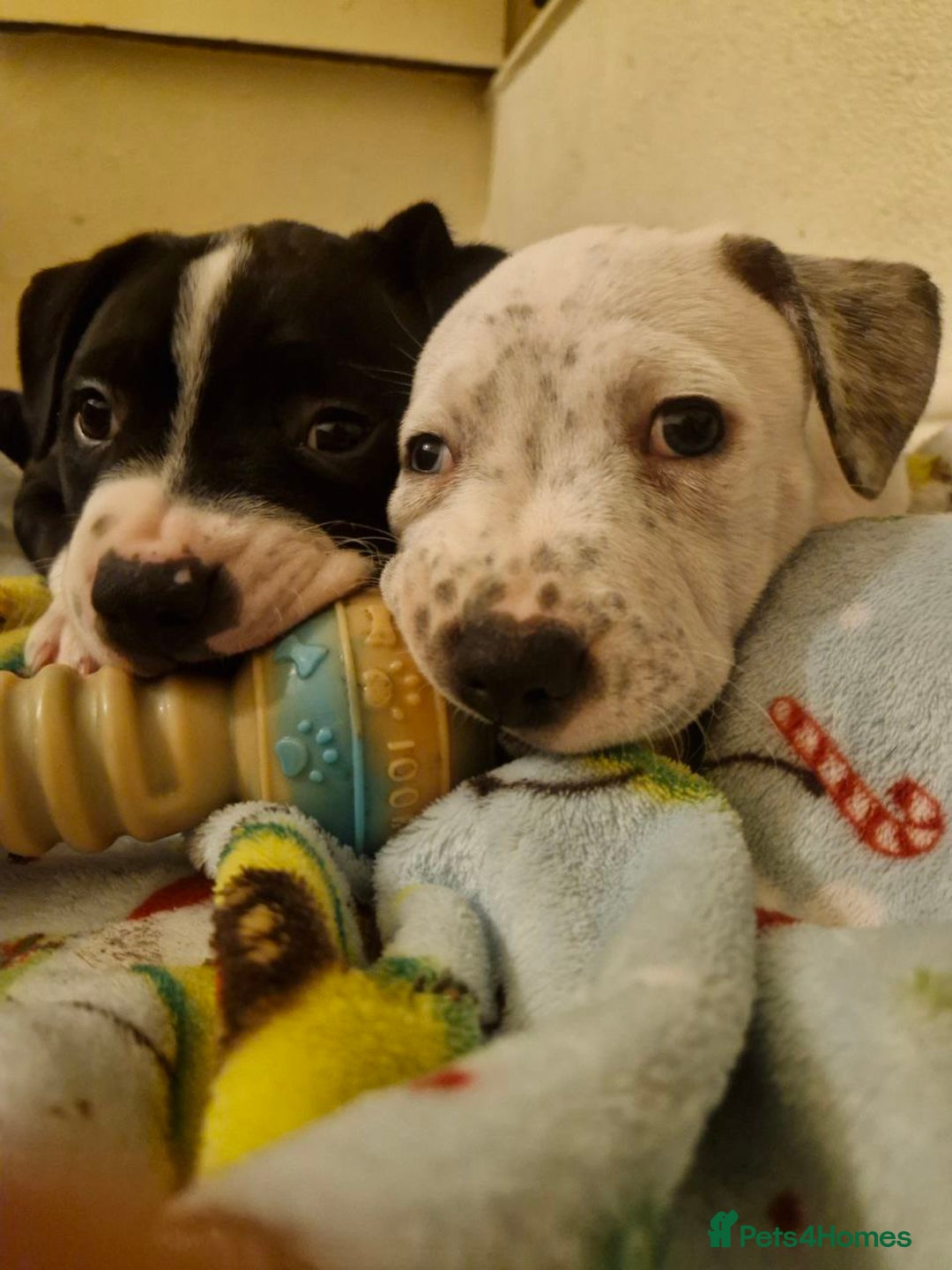 Mixed Breed dogs for sale: “Meet the Ones Who’ll Make Every Day Brighter.” - Image 10