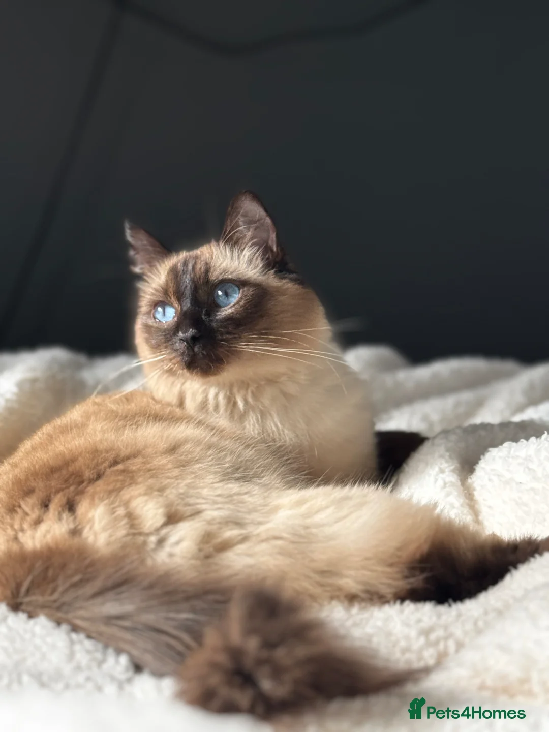 Ragcoon cats for sale: Ragcoon Kittens - Advert 2