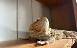 Bearded Dragon reptiles for sale: 1yo bearded dragon  - Image 5