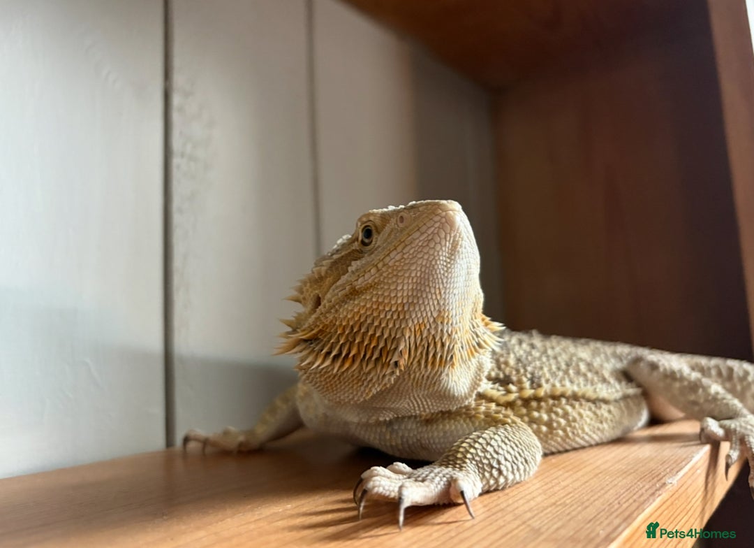 Bearded Dragon reptiles for sale: 1yo bearded dragon  - Image 5