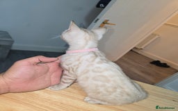 Bengal cats for sale: BLUE EYE SNOW BENGAL LYNC TICA ACTIVE - Image 29