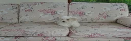 Bichon Frise dogs for sale: Beautiful Bichon Frise Puppy - Advert 3