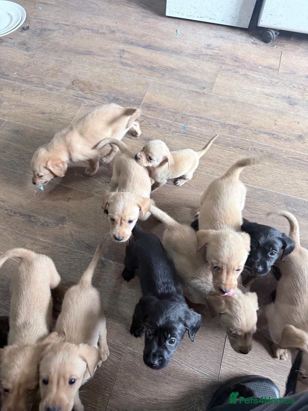 Labrador Retriever dogs for sale: KC Labrador Pups 7 Red 6 Black kennel club breeder - Advert 7