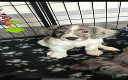 Cocker Spaniel dogs for sale: FINAL REDUCTION working cocker span in Gravesend - Image 15