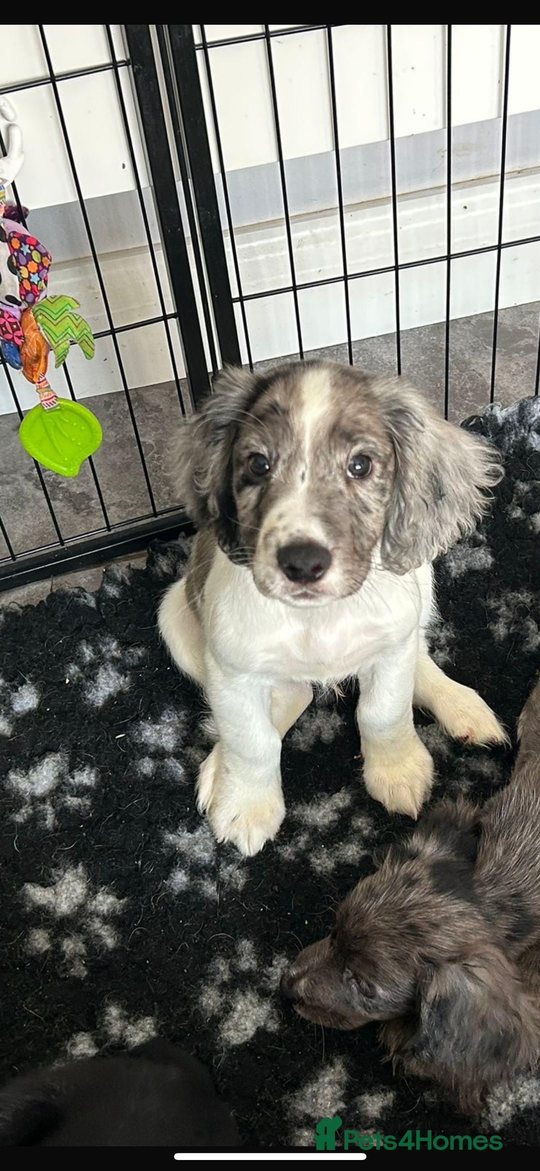 Cocker Spaniel dogs for sale: FINAL REDUCTION working cocker span in Gravesend - Image 15