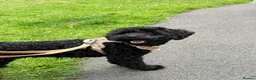 Cockapoo dogs for sale: Waiting list- F1BB cockapoo puppies  - Advert 5