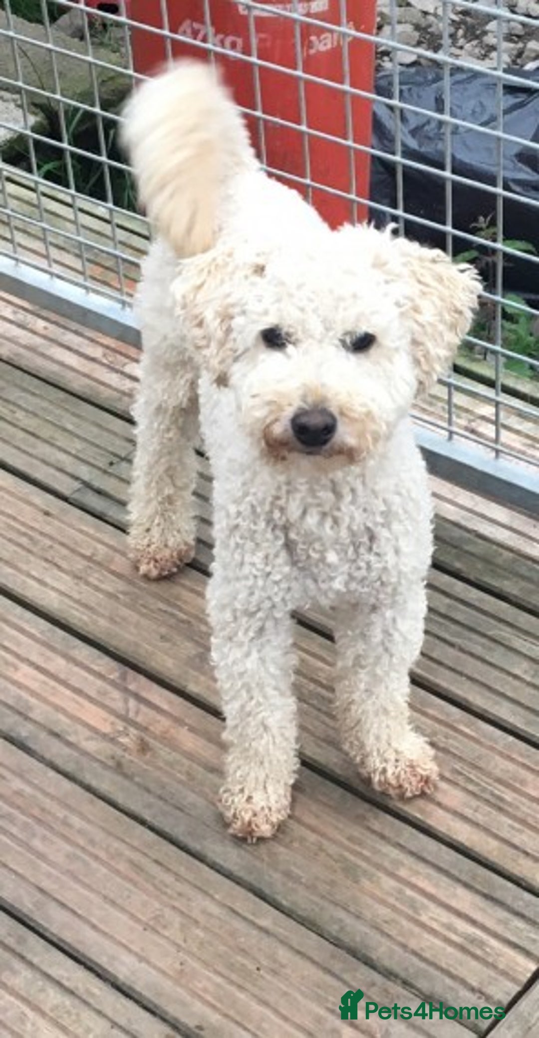 Miniature Poodle dogs for stud: Health Tested Apricot Miniature Poodle for stud in Llandeilo - Advert 4