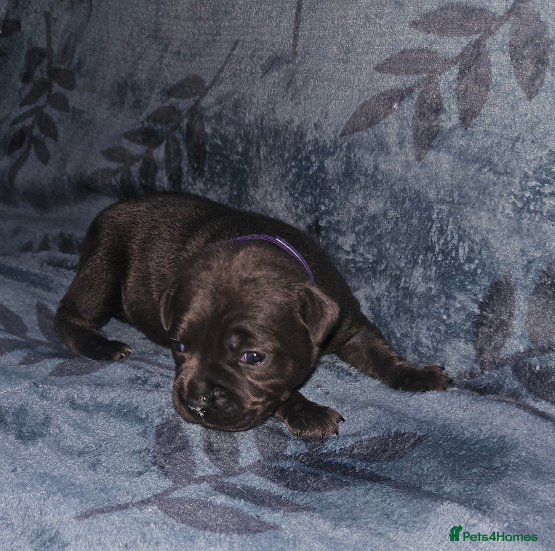 Staffordshire Bull Terrier dogs for sale: KC KING FURY X KASSIUS DAUGHTER PUPS  - Advert 18