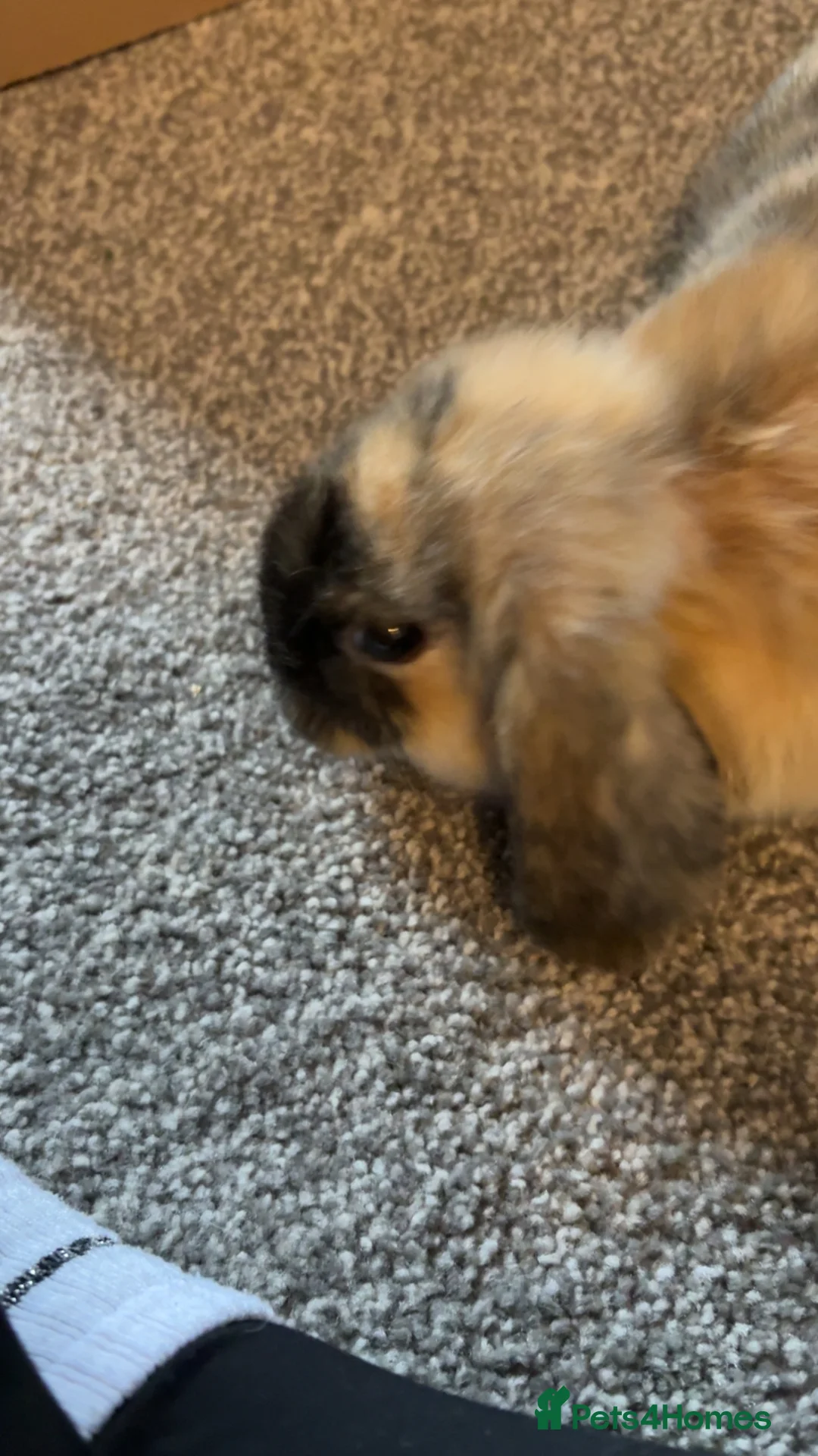 English Lop rabbits for sale: Re homing  in Barnsley - Advert 2