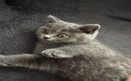 British Shorthair cats for sale: Beautiful Blue Bsh Kittens x3  in Wolverhampton - Image 14