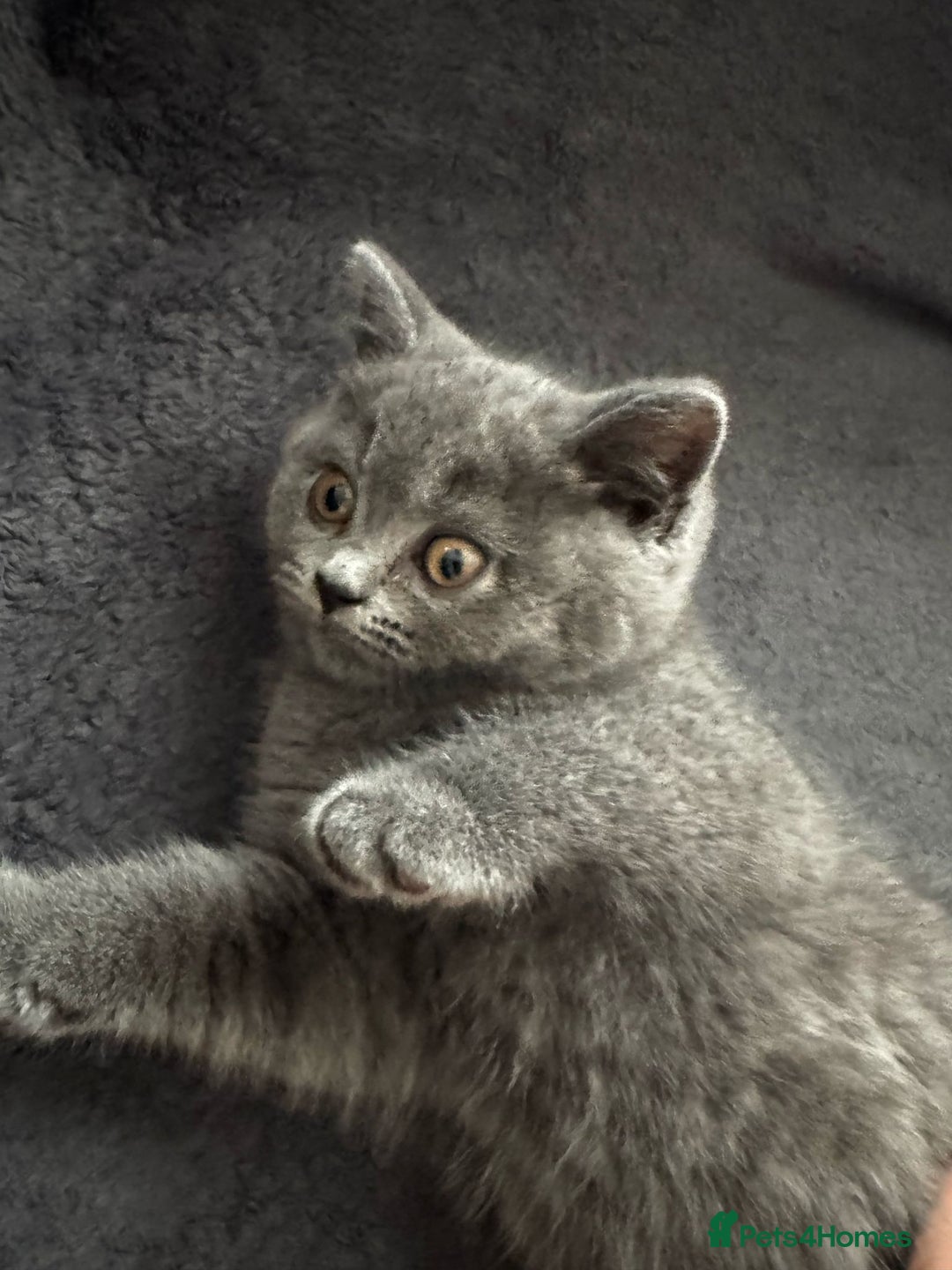 British Shorthair cats for sale: Beautiful Blue Bsh Kittens x3  in Wolverhampton - Image 14