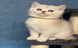 British Shorthair cats for sale: British shorthair silver/golden kittens TICA - Image 11