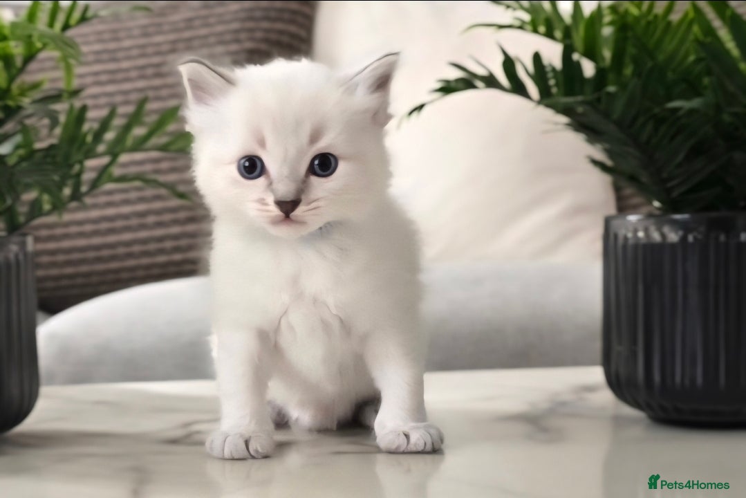 Ragdoll cats for sale: 🤍Pure Ragdoll Blue Point & Lynx Kittens Available - Advert 1
