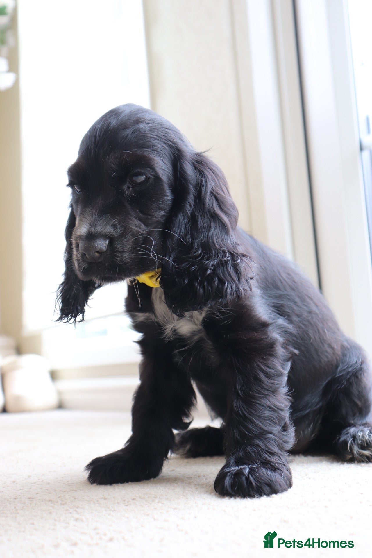 Cocker Spaniel dogs Female show cocker spaniel - Advert 1