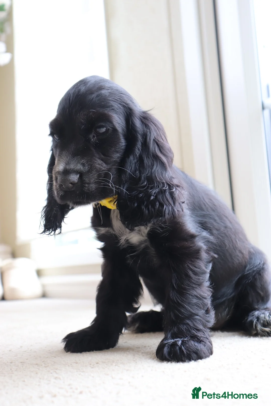 Cocker Spaniel dogs for sale: Female show cocker spaniel - Advert 1