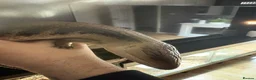 Skink reptiles for sale: Northern blue tongue skink  - Advert 9