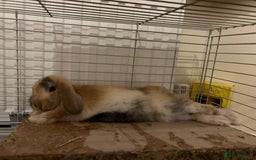 English Lop rabbits for sale: Friendly bunny for rehoming - Image 2
