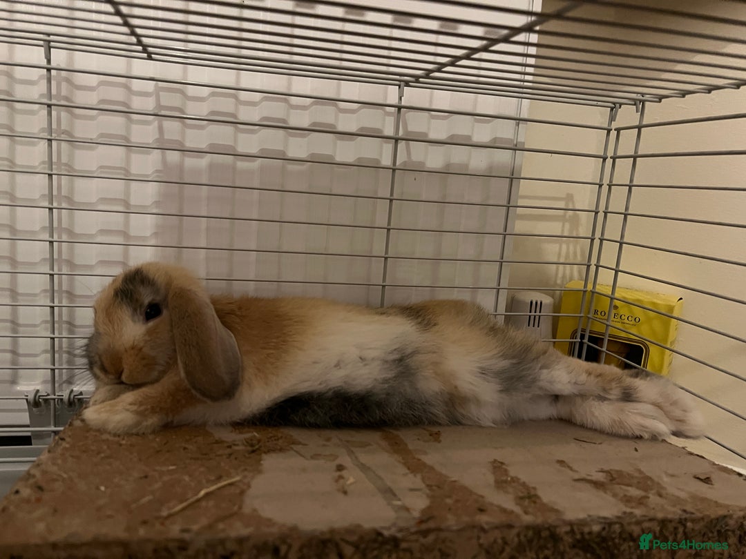 English Lop rabbits for sale: Friendly bunny for rehoming - Image 2