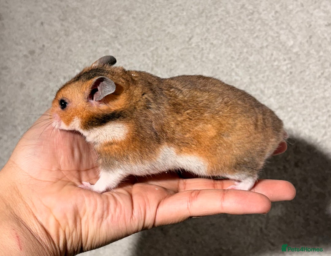 Hamster rodents for sale: BABY TAME PEDIGREE SYRIAN HAMSTER PUPS - Image 5