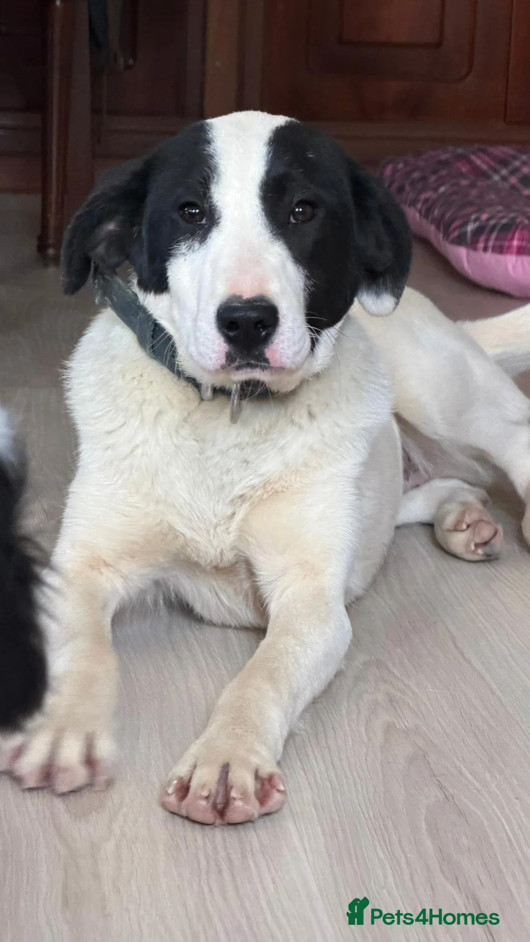 Mixed Breed dogs for adoption: Mask – 8 Month Old Sweet Rescue Puppy - Advert 2