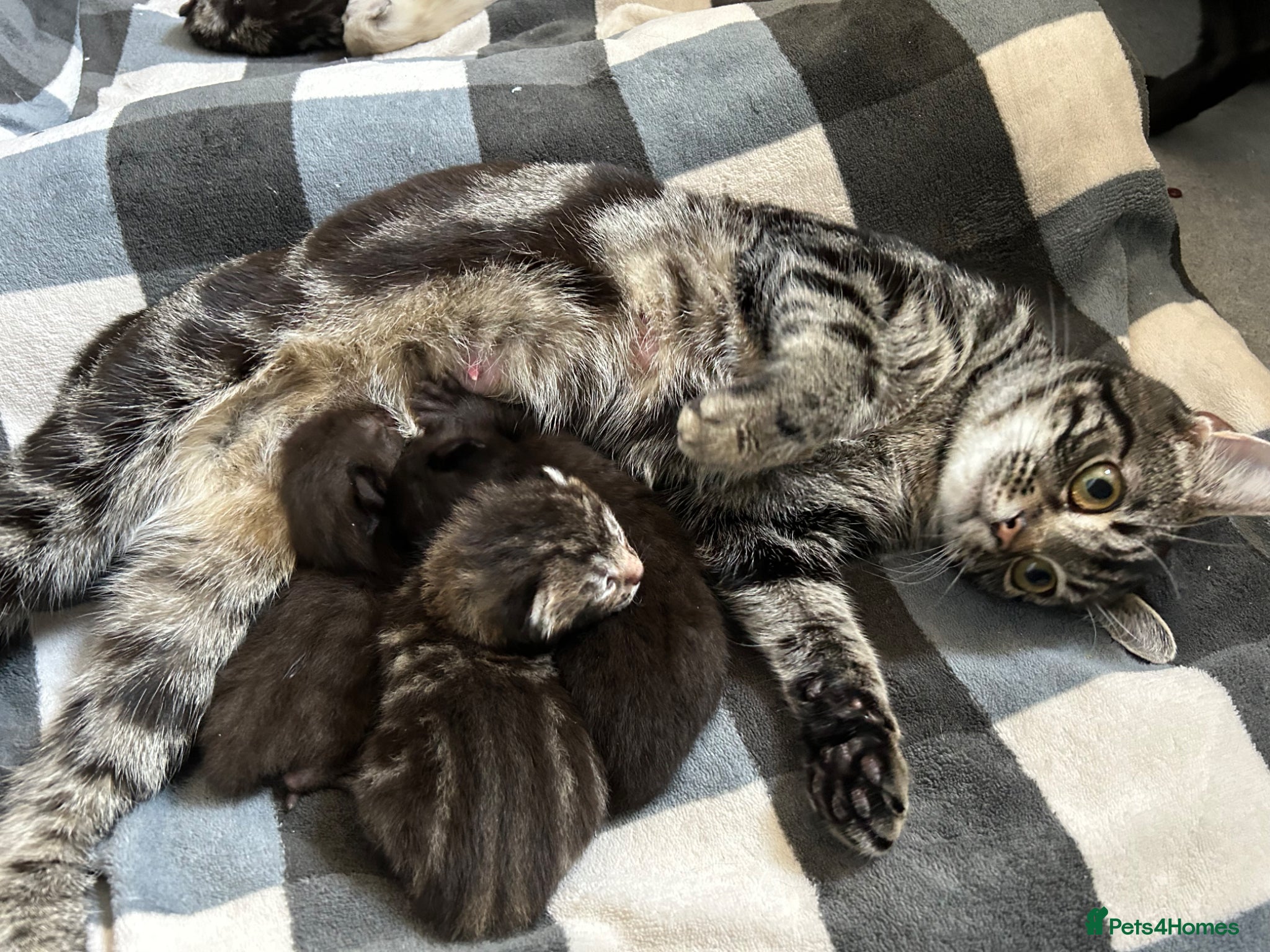 Mixed Breed cats for sale: 2 blacks 2 tabby kittens  - Advert 2