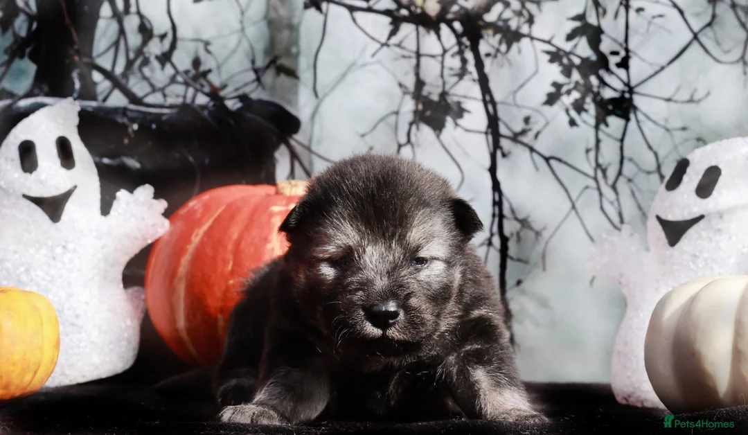 Eurasier dogs for sale: Eurasier Puppy in King's Lynn - Advert 6