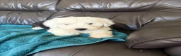 Old English Sheepdog dogs for sale: Kc Registered Old English Sheepdogs  - Advert 4