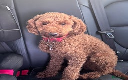 Poodle dogs for sale: KC Red fox miniature toy poodle. Ready now - Image 5