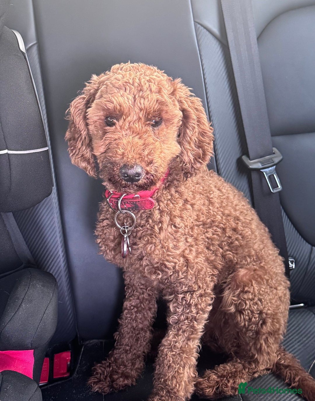 Poodle dogs for sale: KC Red fox miniature toy poodle. Ready now - Image 5