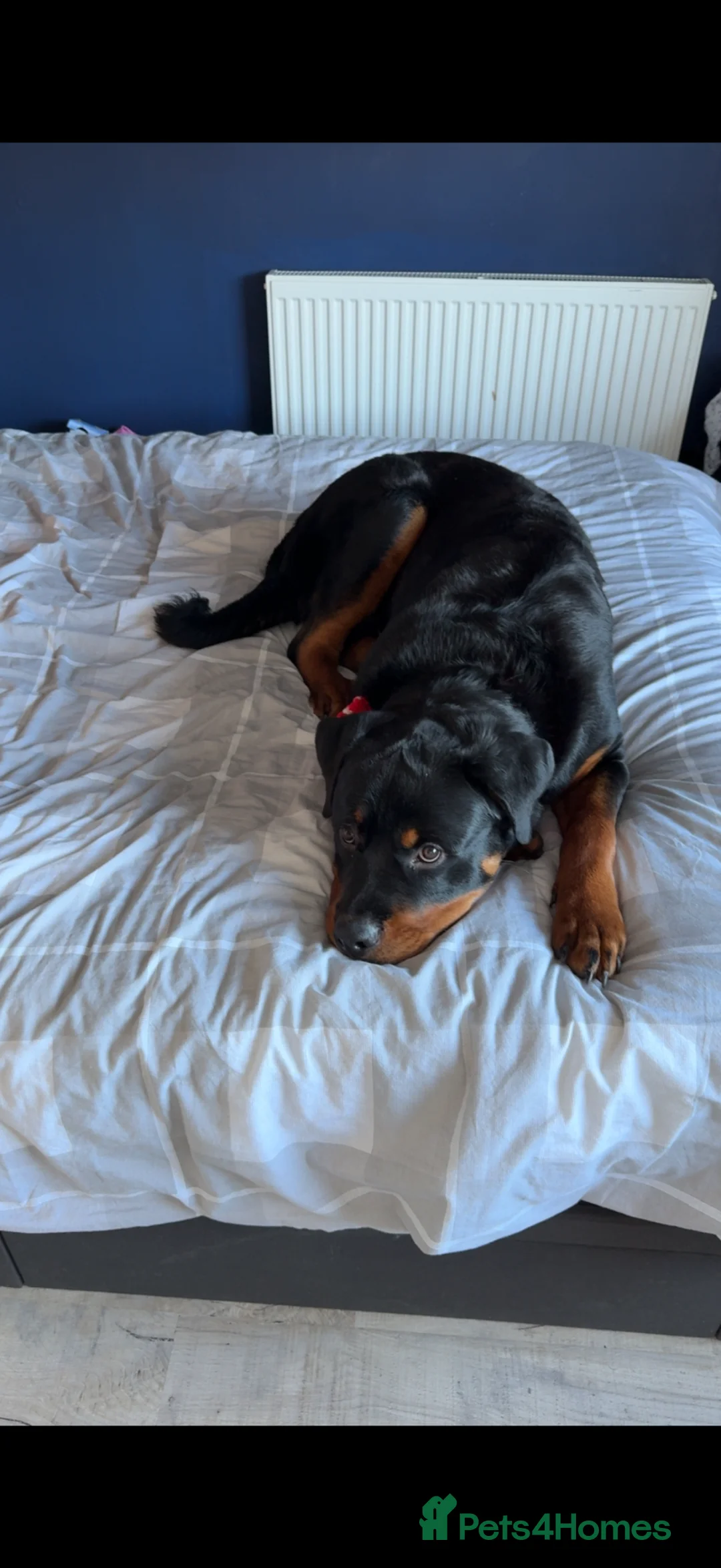 Rottweiler dogs for sale: 1 year old Rottweiler  - Advert 2