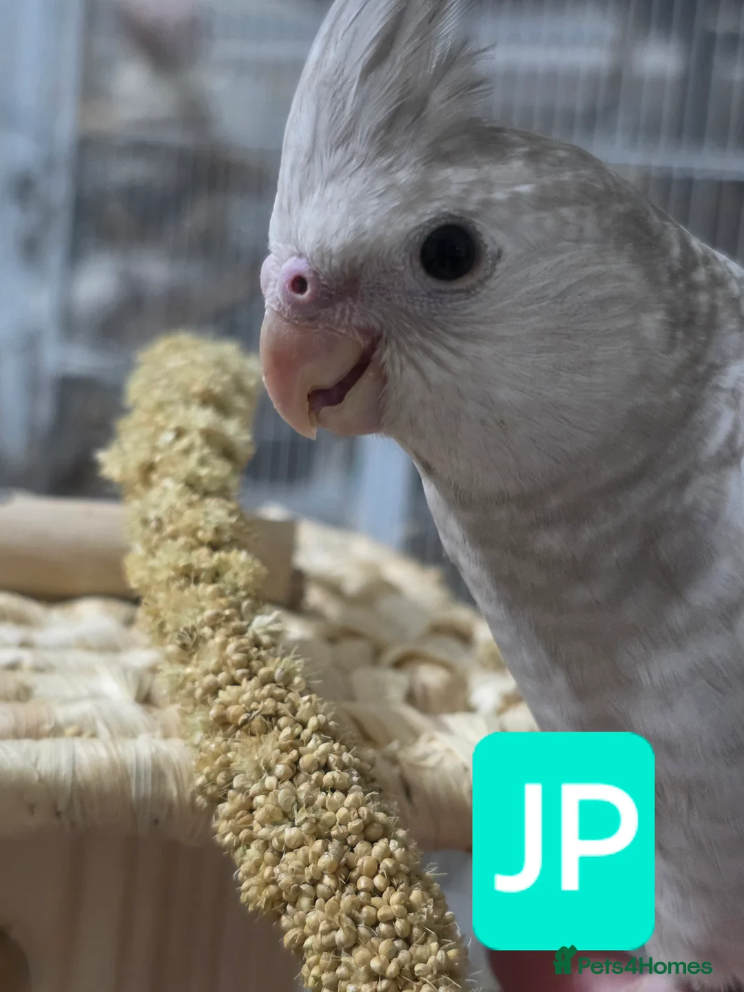 Cockatiels birds for sale: Baby cockatiels mixed  - Advert 2