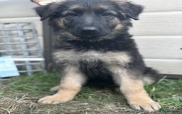 German Shepherd dogs for sale: German shepherd puppies Ready Now - Image 1