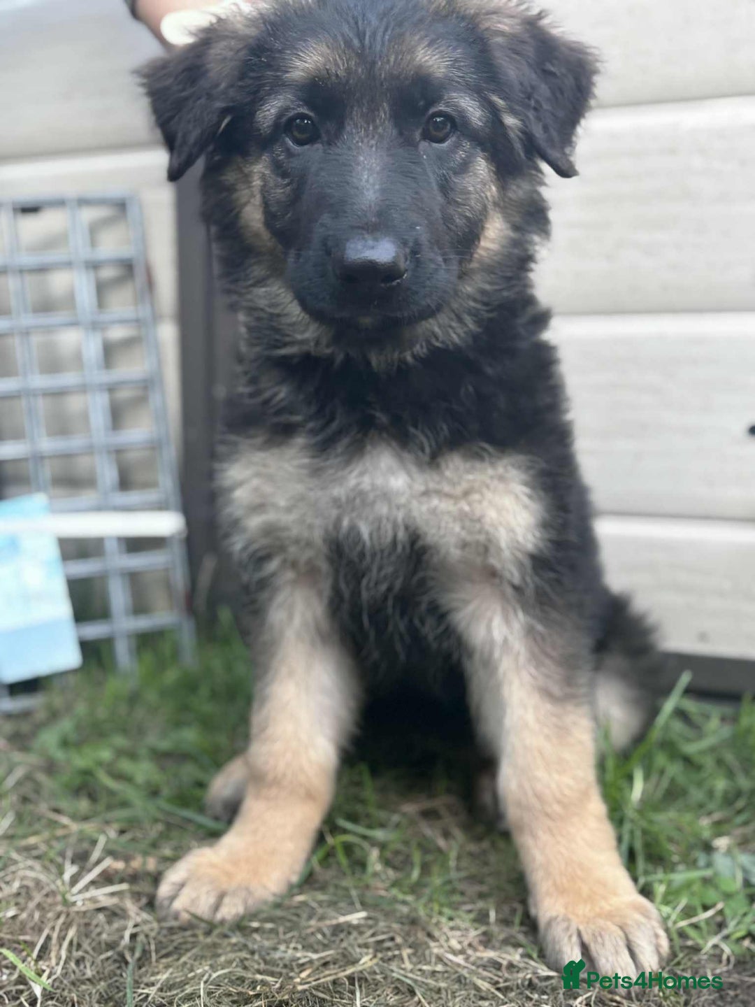 German Shepherd dogs for sale: German shepherd puppies Ready Now - Image 1