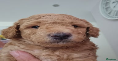 Miniature Poodle dogs - Advert 6