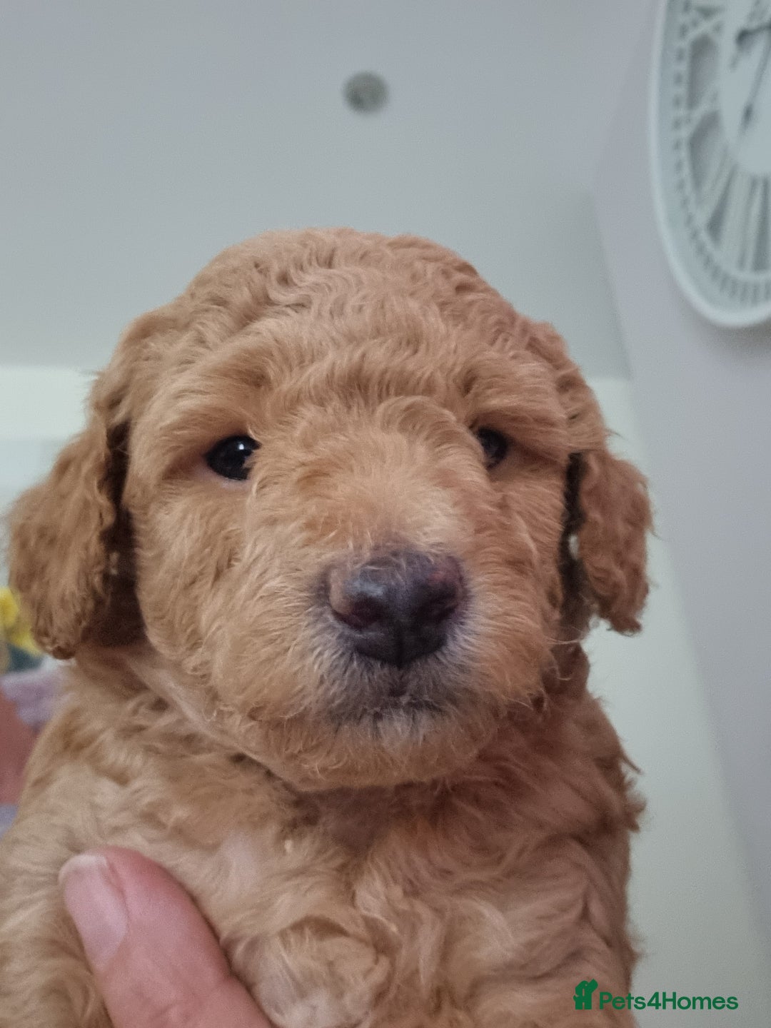 Miniature Poodle dogs for sale: Beautiful Miniature poodles  - Image 5