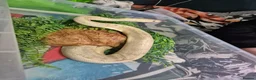 Python Snake reptiles for sale: Female morph ball python - Advert 4
