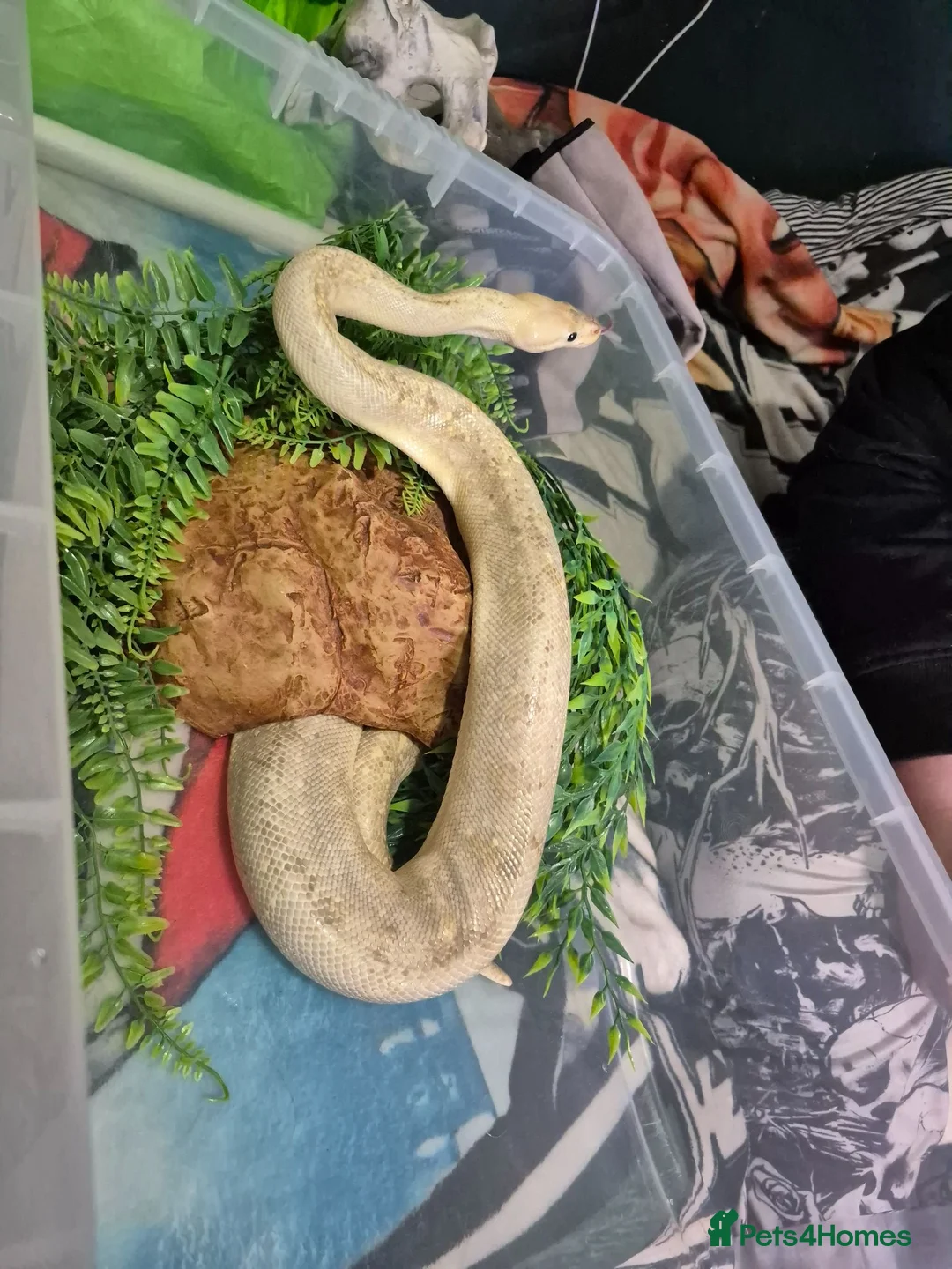 Python Snake reptiles for sale: Female morph ball python - Advert 4
