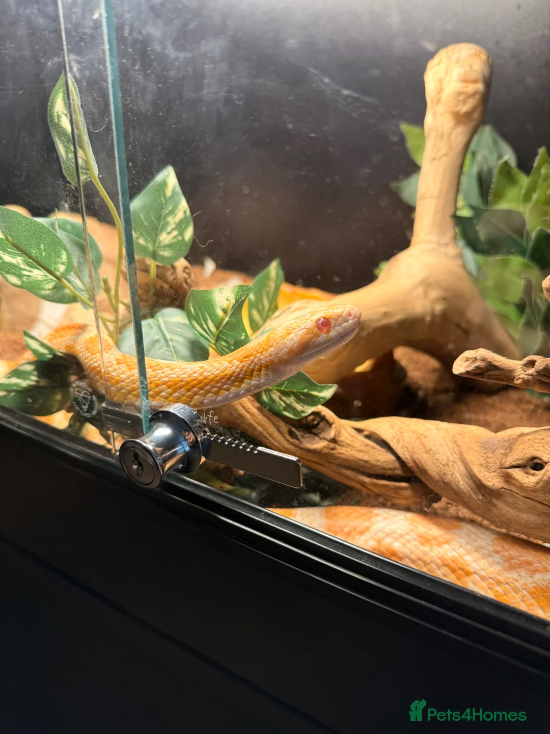 Corn Snake reptiles for sale: Male corn snake 13/12/22 - Advert 2