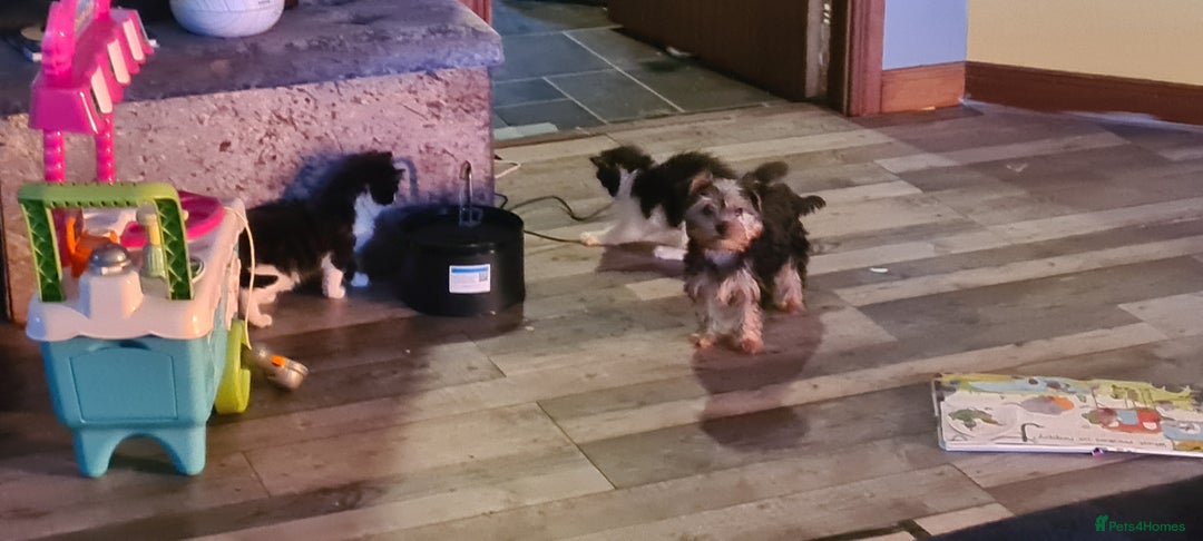 Yorkshire Terrier dogs for sale: Tiny beautiful Yorkshire Terrier - Image 5