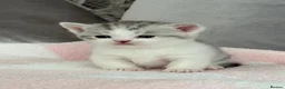 Munchkin cats for sale: 4 BSH Munchkins 2 female(1 very short leg) 2 male  - Advert 19