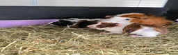 Guinea Pig rodents for sale: Abyssinian & Teddy Guinea Pigs - Advert 5