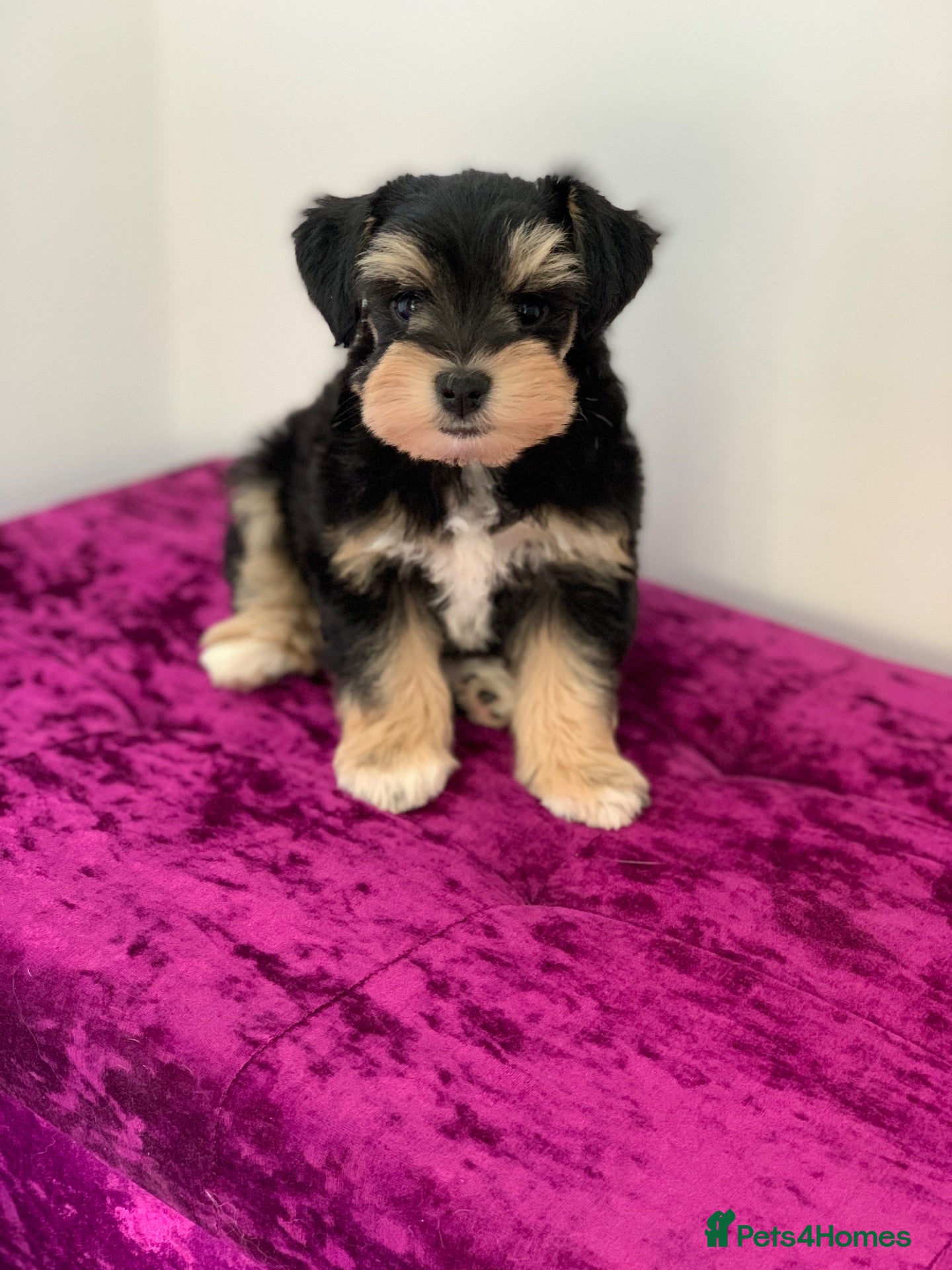 Miniature Schnauzer dogs 5* LICENSED RKC TOY MINI SCHNAUZERS H/T  - Advert 4
