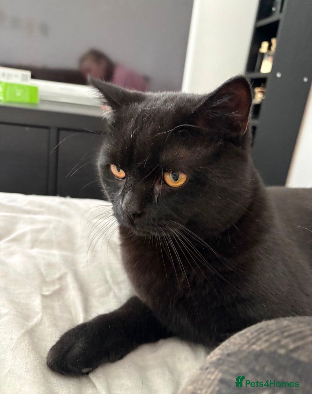 British Shorthair cats British shorthair for adoption  - Advert 3