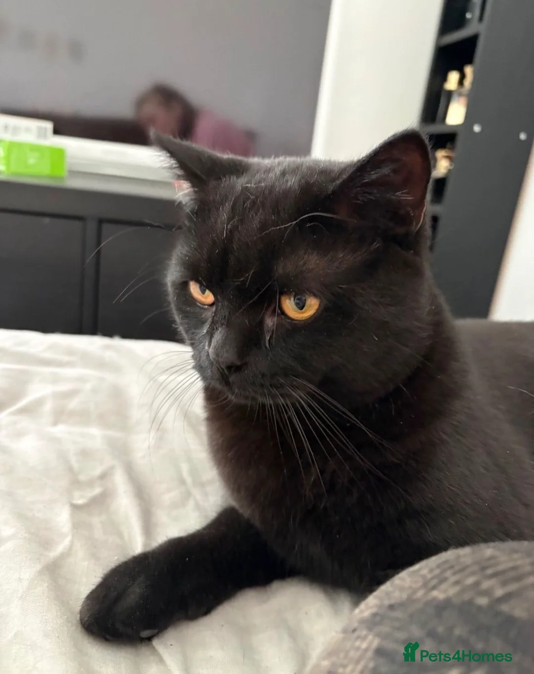 British Shorthair cats for sale: British shorthair for adoption  - Advert 1