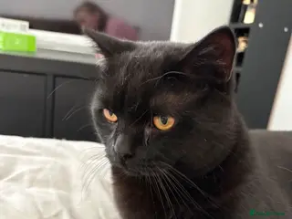 British Shorthair cats British shorthair for adoption - Advert 7