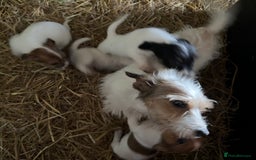 Jack Russell dogs for sale:  jack Russell’s pups 3 rough 1 smooth ready now - Image 10