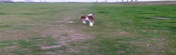 Border Collie dogs for sale: Brown Border Collie - Advert 6